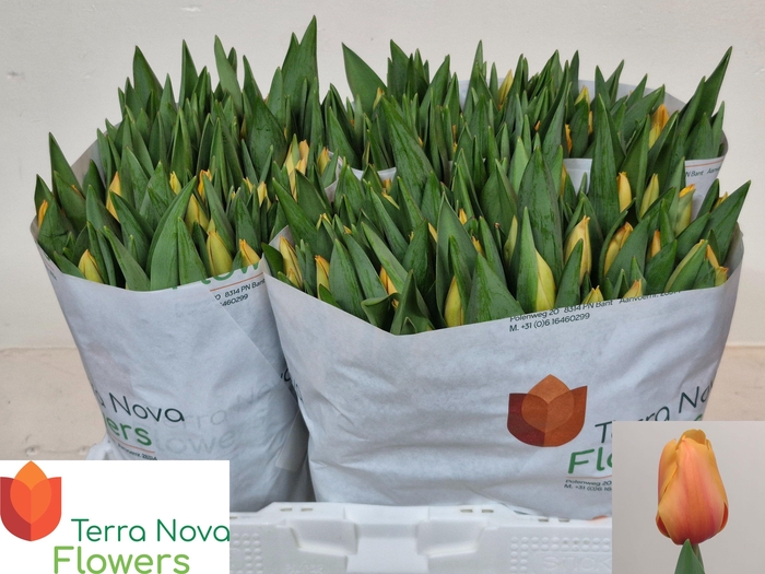 <h4>TU EN SALMON LALIBEL</h4>