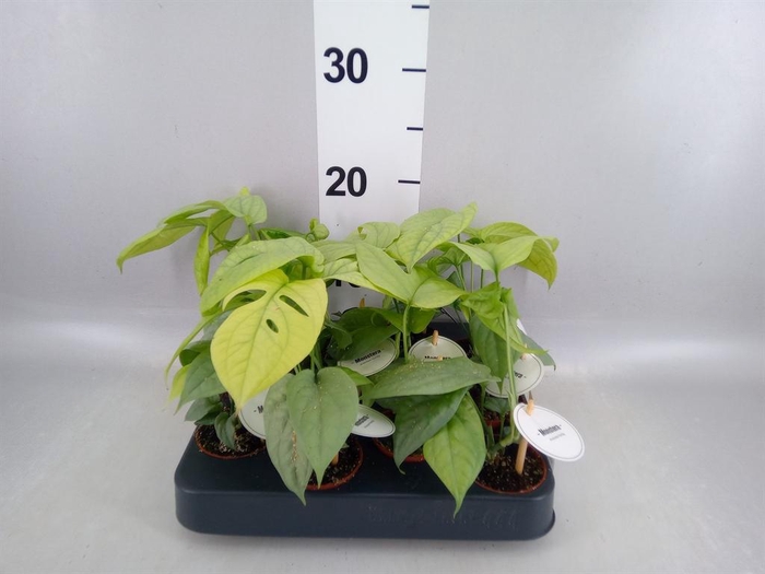 <h4>Monstera   ...</h4>