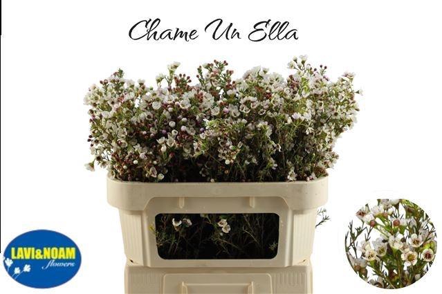 <h4>CHAME UN ELLA</h4>