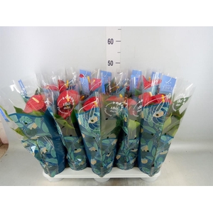 Anthurium andr. 'Karma Red'