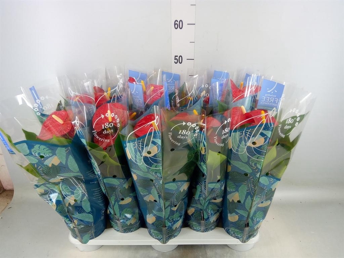 <h4>Anthurium andr. 'Karma Red'</h4>