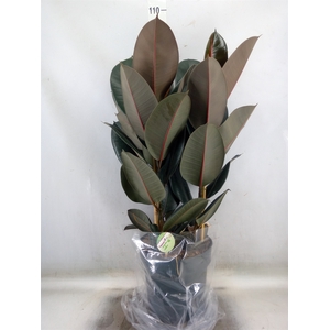 Ficus elastica 'Abidjan'