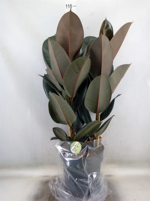 <h4>Ficus elastica 'Abidjan'</h4>