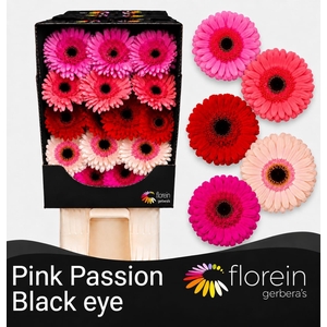 Gerbera Mix 4 kleuren Diamond