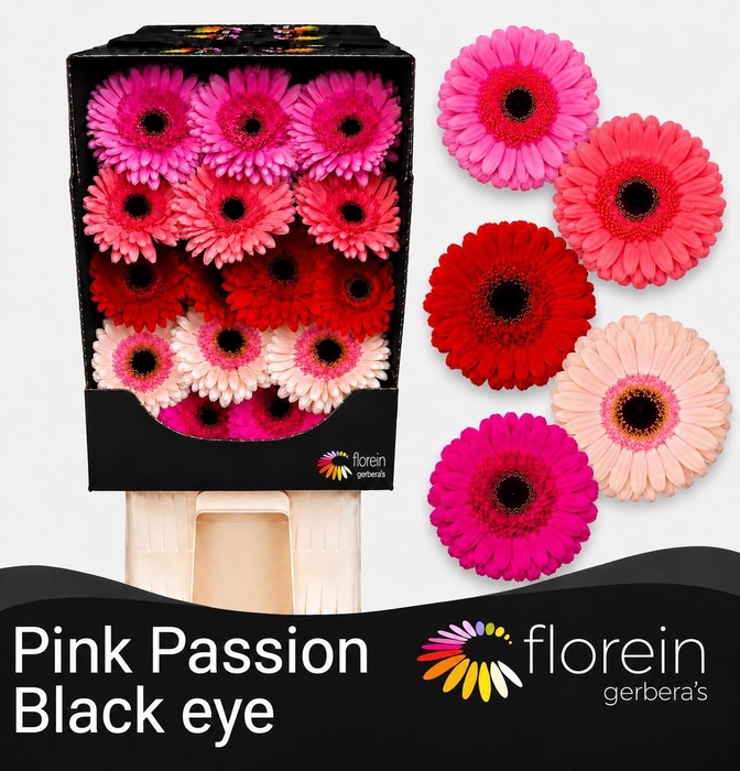 <h4>Gerbera Mix 4 kleuren Diamond</h4>