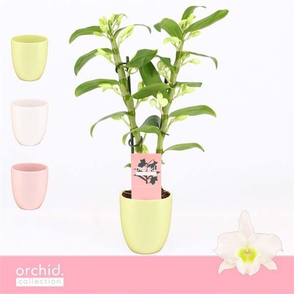 <h4>Dendrobium Nobilé, Apollon 2-spike Compact in Lotte Mix 'Orchid Collection'</h4>