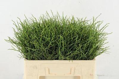 <h4>Vaccinium myrtillus</h4>