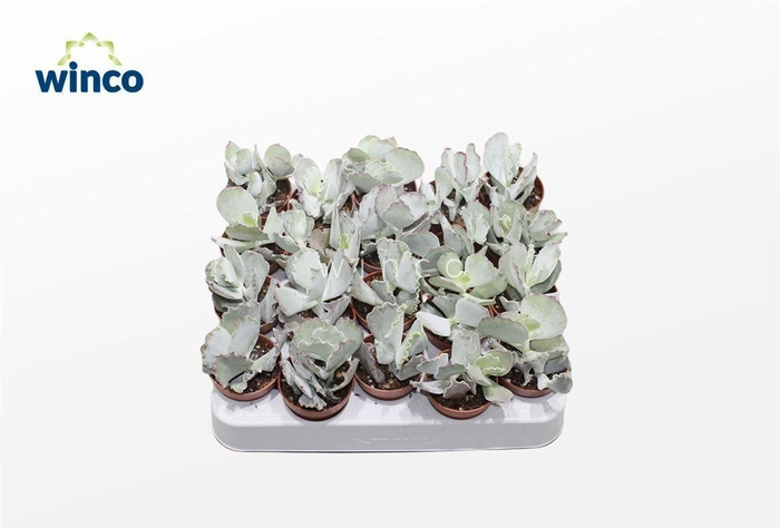 <h4>Cotyledon Undulata</h4>