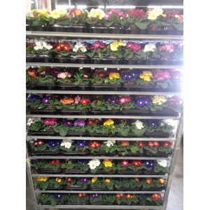 Primula ac.   ...mix