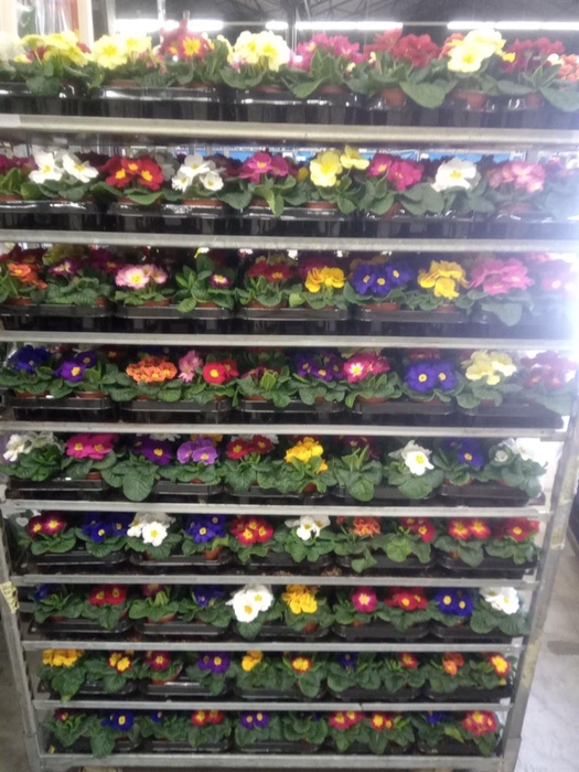 <h4>Primula ac.   ...mix</h4>