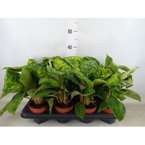 Homalomena wal. 'Camouflage'