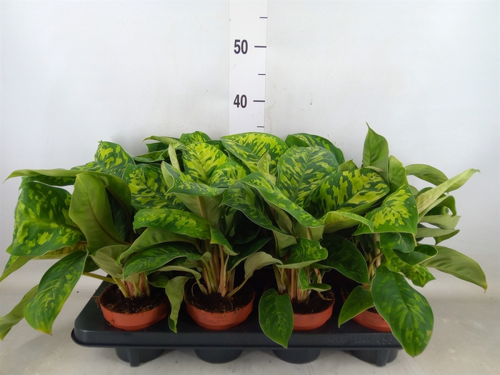 <h4>Homalomena wal. 'Camouflage'</h4>