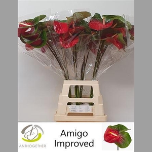Anth A Amigo Improved