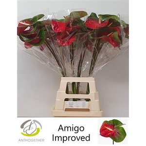 Anth A Amigo Improved