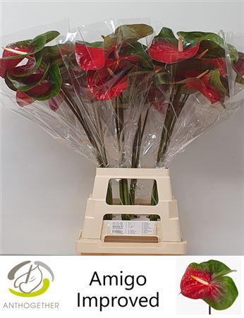 <h4>Anth A Amigo Improved</h4>