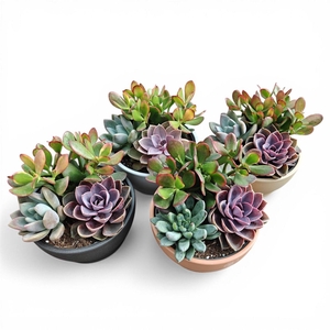 Ceramics® - Summer Succulents Bowl