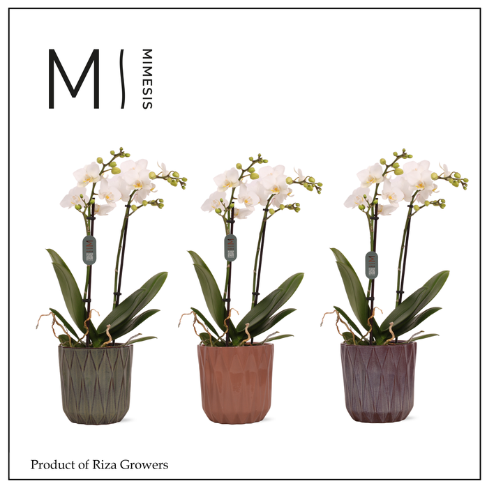 <h4>Phalaenopsis Multi White 2 spike – 12cm in Maria | Mimesis</h4>
