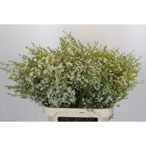Chamelaucium Ofir