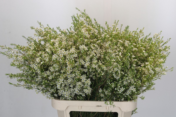 <h4>Chamelaucium Ofir</h4>