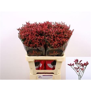 LIM SIN SCARLET DIAMOND