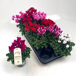 CYCL MD GARDEN