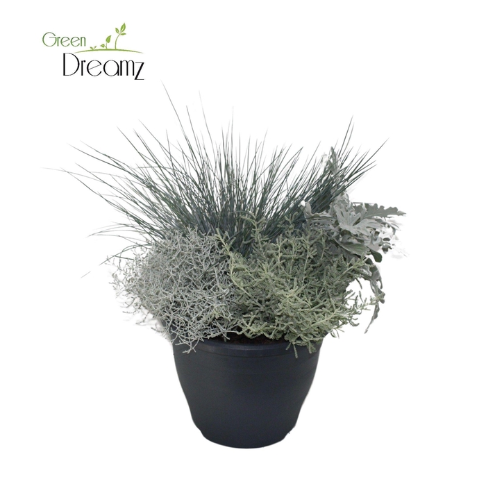 <h4>Patio Plant p 23</h4>