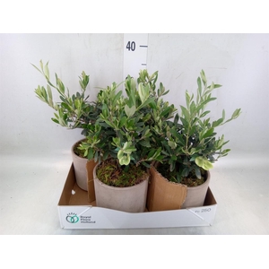 Arr.   Tuinplanten H%