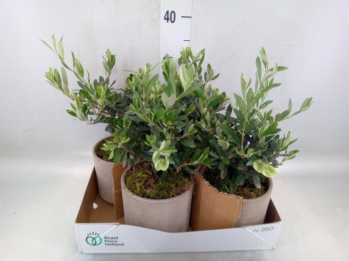 <h4>Arr.   Tuinplanten H%</h4>