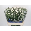 Aster Cassy