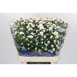 Aster Cassy
