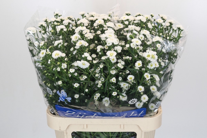 <h4>Aster Cassy</h4>