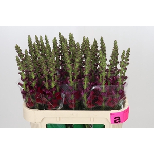 Antirrhinum Potomac Red