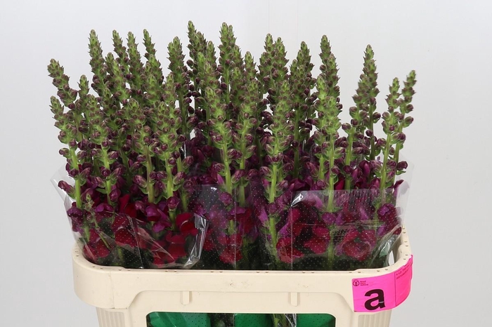 <h4>Antirrhinum Potomac Red</h4>