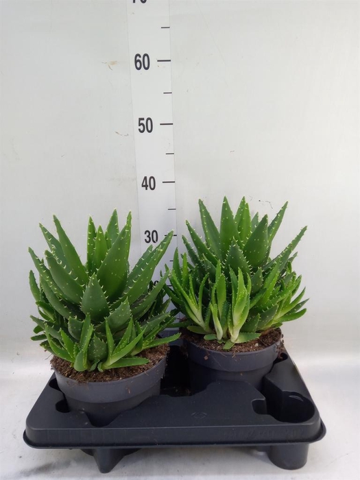 <h4>Aloe perfoliata</h4>