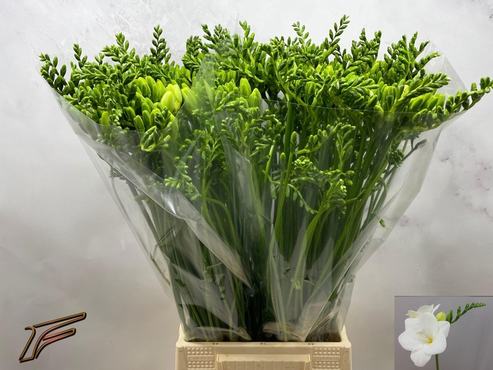 <h4>FR EN CORVETTE</h4>