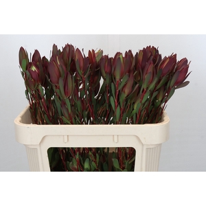 Leucadendron Senorita Spray