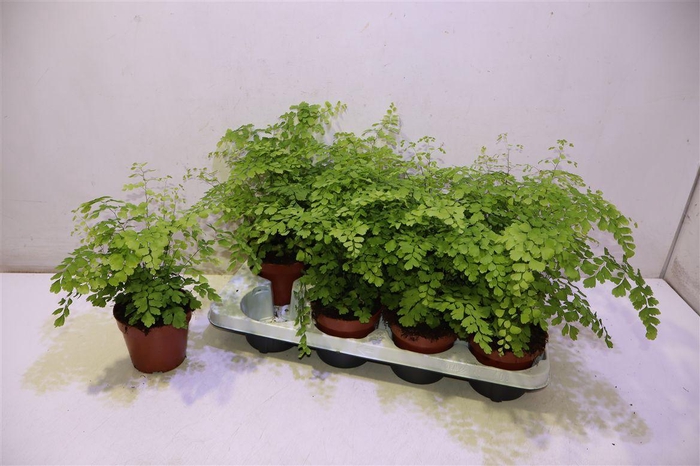 <h4>Adian Rad Fragrans</h4>