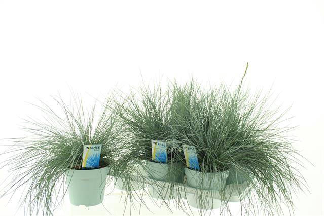 <h4>FEST GL INTENS BLUE</h4>