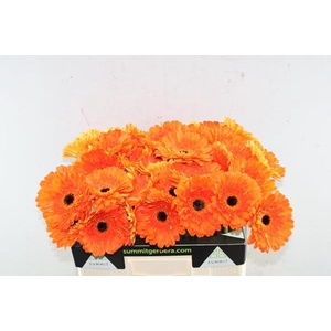 Ge Gr Bonanza (oranje)