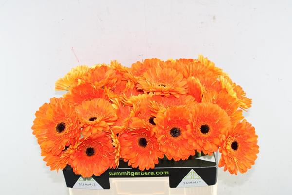 <h4>Ge Gr Bonanza (oranje)</h4>