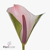 Anthurium alero