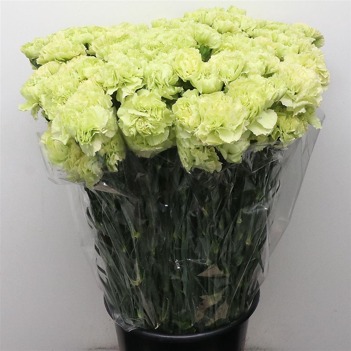 <h4>Di St Goblin Groen</h4>