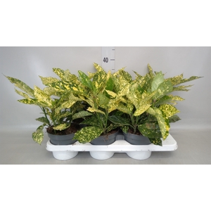 Aucuba japonica   ...