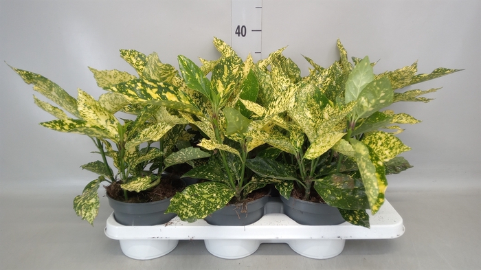 <h4>Aucuba japonica   ...</h4>