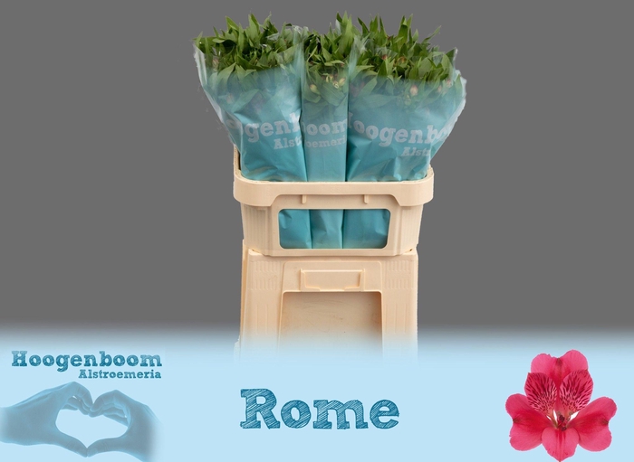ALSTR ROME