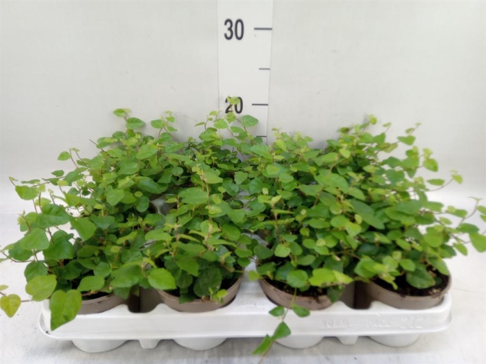 <h4>Ficus pumila 'Sunny Green'</h4>