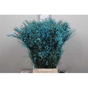 Genista Cerise (400gr)