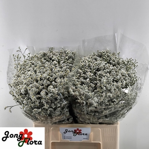 LIM SIN MOUNTAIN DIA