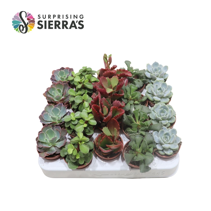 <h4>Sierra's® - Valencia Succulent Mix (Prime)</h4>