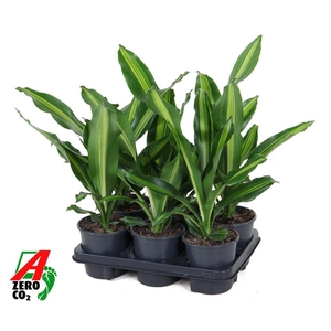 Dracaena Burley kopstek P13